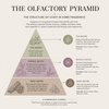Olfactory pyramid diagram illustrating top, middle, and base notes in home fragrance candles and diffusers