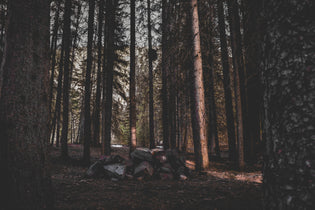 Woody & Earthy
