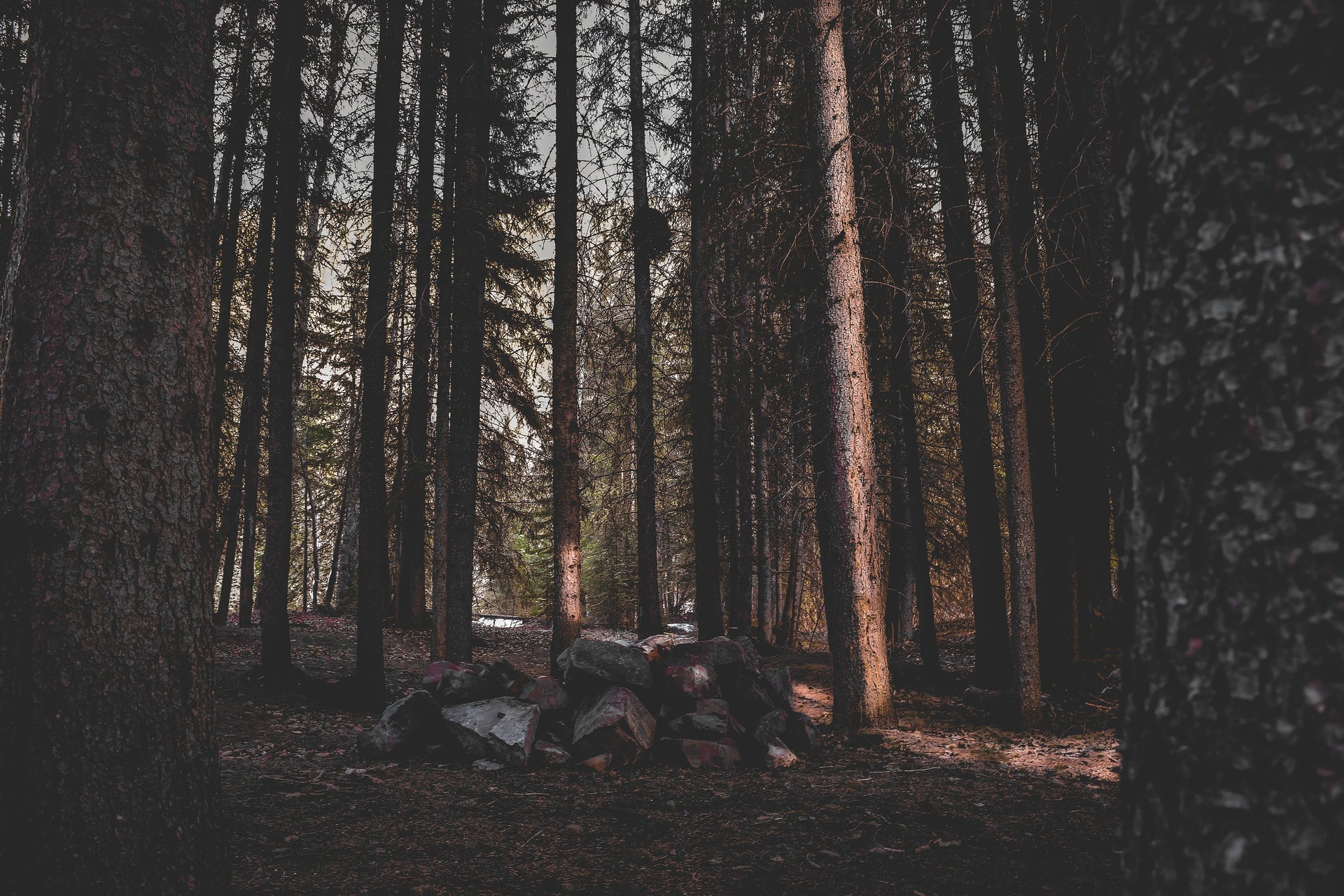 Dark old-growth forest with tall conifer trunks and a stone pile evoking the Upsensed woody and earthy fragrance collection