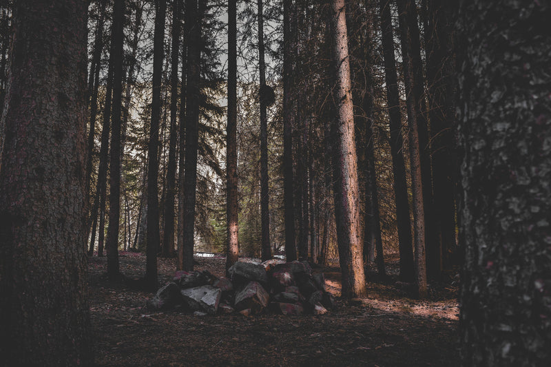 Dark old-growth forest with tall conifer trunks and a stone pile evoking the Upsensed woody and earthy fragrance collection