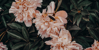 Upsensed floral fragrances collection - pink peonies, purple roses, lilac, ranunculus and soft florals in a lush editorial arrangement