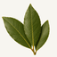 Fresh green bay leaves with visible veining on a soft ivory background, representing the bay leaf fragrance note.