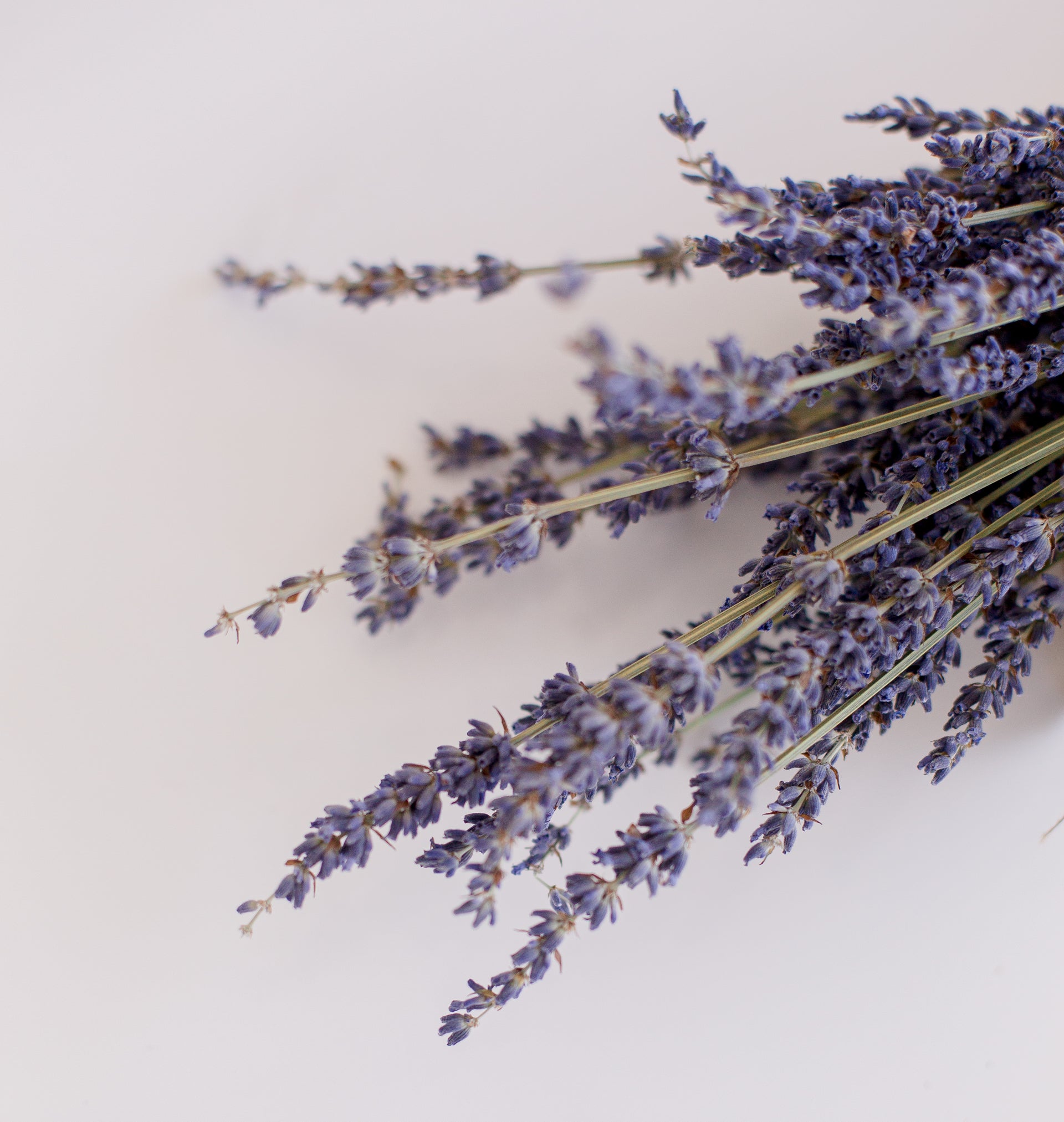 Dried lavender stems arranged on a soft neutral background.