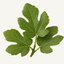 Fig leaf fragrance note icon — large green fig leaves on a stem
