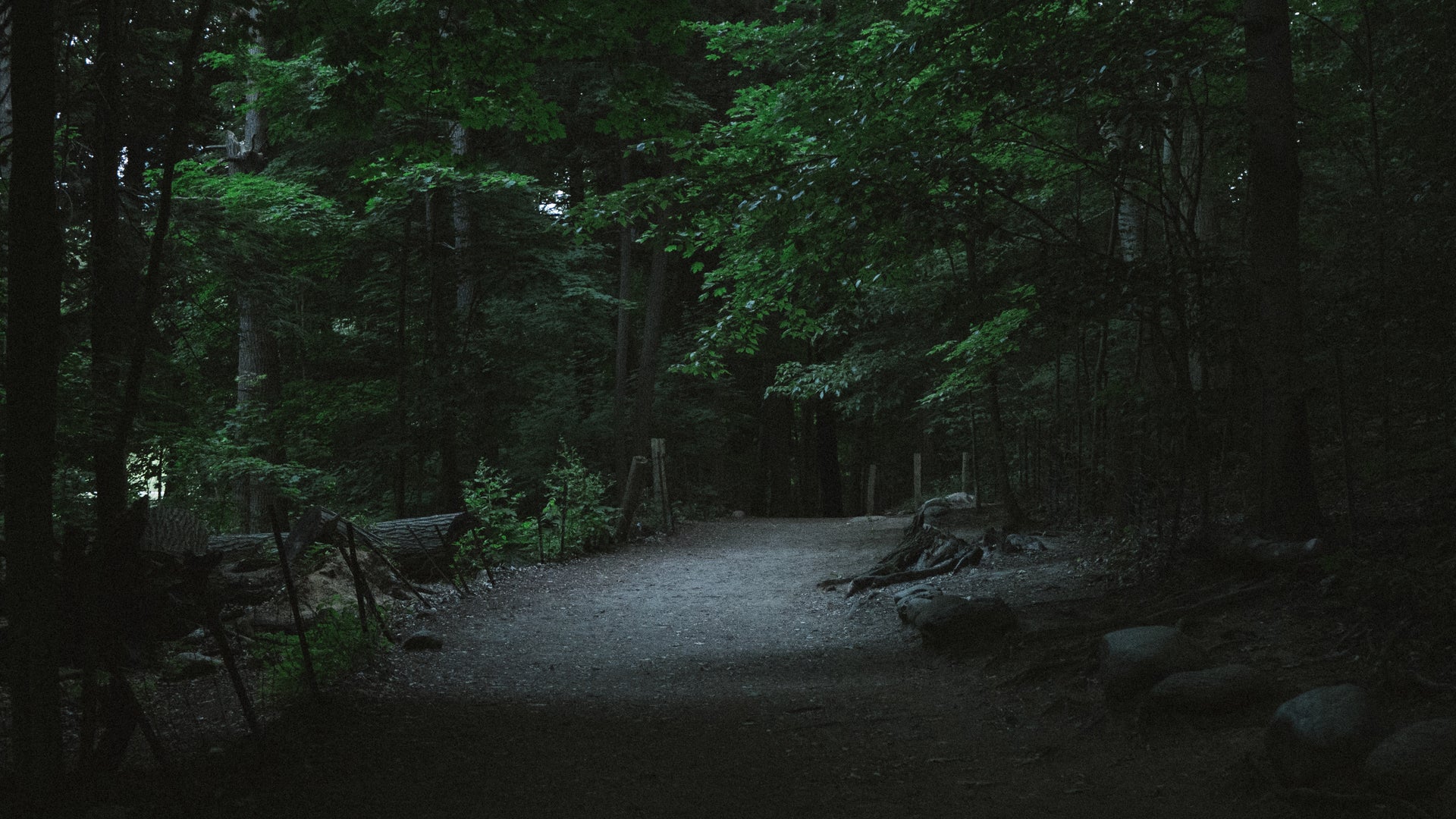 Moody forest path at night surrounded by dense dark trees and damp earth — evoking the deep, grounding scent of Upsensed Dusk & Pine