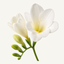 White freesia flowers fragrance note icon - Upsensed home fragrance collection