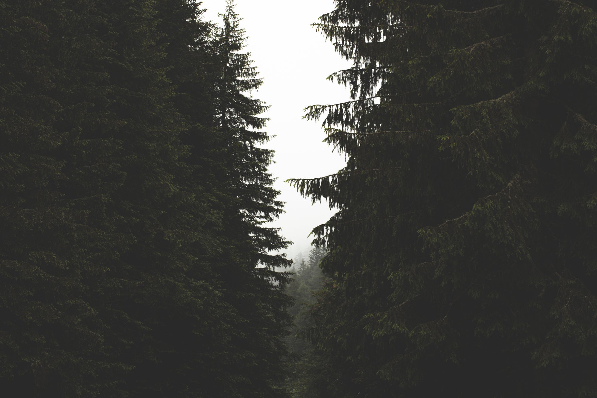 Tall evergreen pine trees in a misty forest, creating a dark, earthy and atmospheric woodland scene.