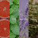 Four-panel fragrance note graphic for Grapefruit + Mint, showing a grapefruit slice, mint leaves, lavender sprigs, and thyme, each labeled with its scent note.