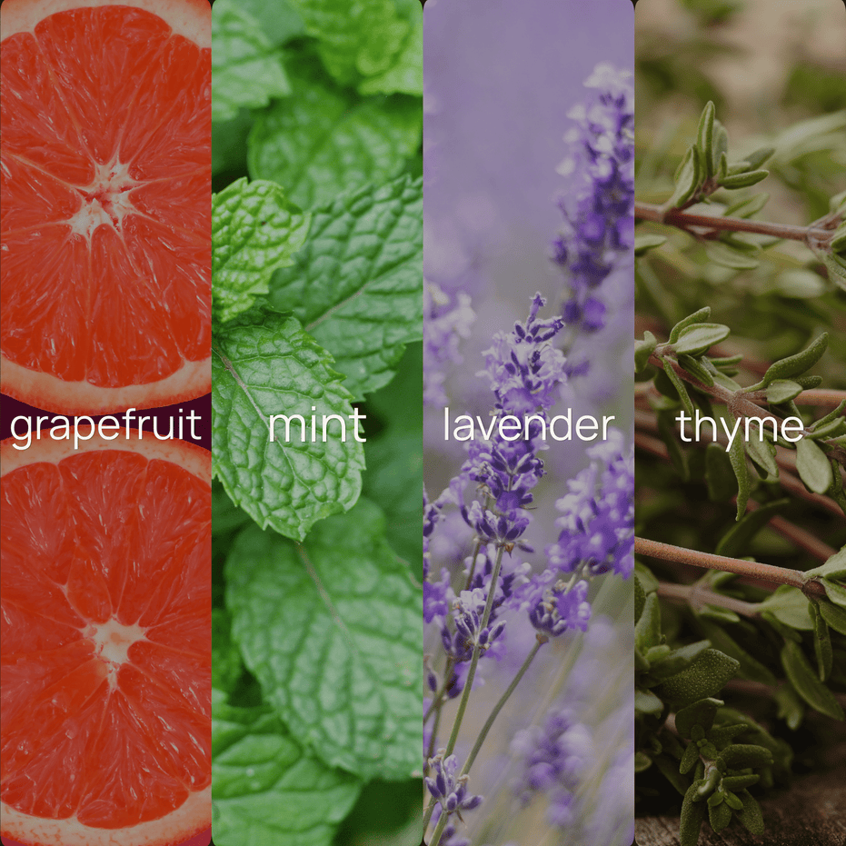 Four-panel fragrance note graphic for Grapefruit + Mint, showing a grapefruit slice, mint leaves, lavender sprigs, and thyme, each labeled with its scent note.