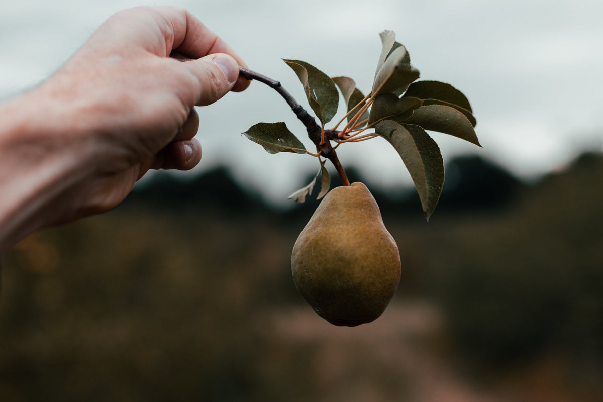 Hand holding a pear by its stem on the branch, with soft-focus orchard in the background — evoking fresh, orchard-ripened fragrance notes