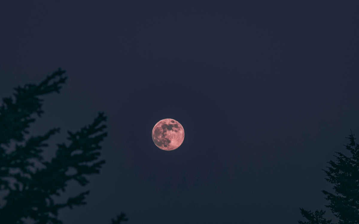 Full moon glowing in a dark night sky above silhouetted evergreen trees.
