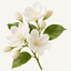 Jasmine fragrance note icon — white jasmine flowers and buds on a green stem
