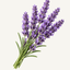 Bundle of purple lavender stems with green leaves.