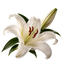 A single white lily with rust-red stamens and a closed bud, representing the lily fragrance note.