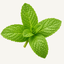 Fresh green mint leaves with textured veins.