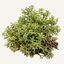 Close-up of green moss with textured branching leaves.
