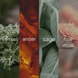 Four-panel fragrance note graphic for Moss + Sage, showing oakmoss lichen, amber resin, sage leaves, and a pink rose, each labeled with its scent note.