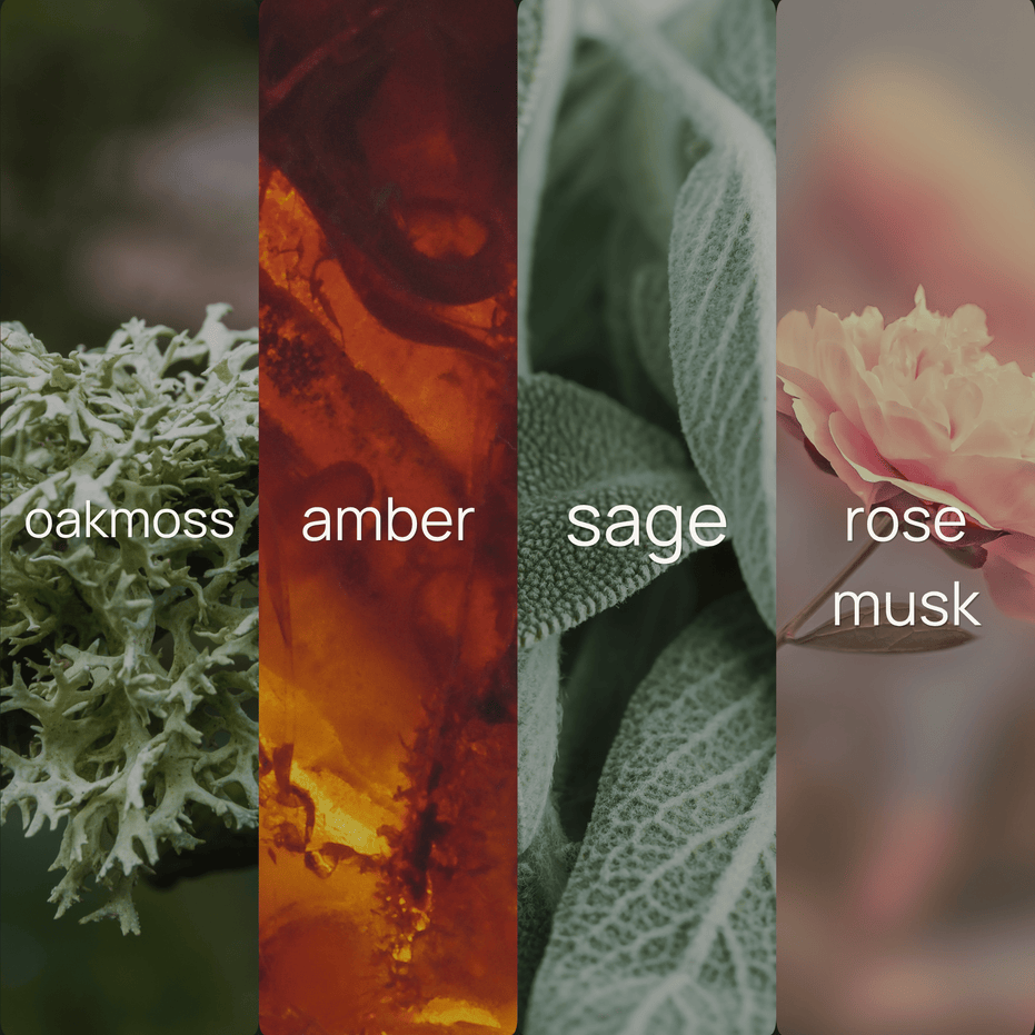 Four-panel fragrance note graphic for Moss + Sage, showing oakmoss lichen, amber resin, sage leaves, and a pink rose, each labeled with its scent note.