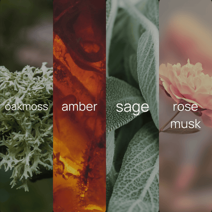 Four-panel fragrance note graphic for Moss + Sage, showing oakmoss lichen, amber resin, sage leaves, and a pink rose, each labeled with its scent note.