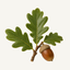 Green oak leaves with a brown acorn and natural twig on a soft ivory background, representing the oak fragrance note.
