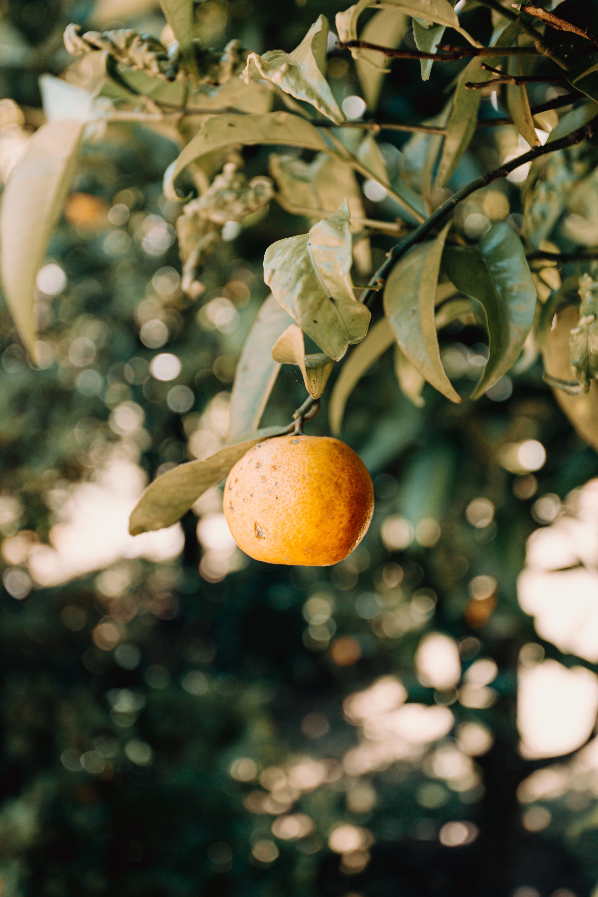 Ripe orange hanging from a sunlit citrus tree with lush green foliage — evoking bright, zesty citrus fragrance notes

