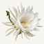 White queen of the night flower with layered petals and pale yellow stamens.