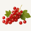 Red currant fragrance note icon — fresh red currant berries on a stem with green leaves