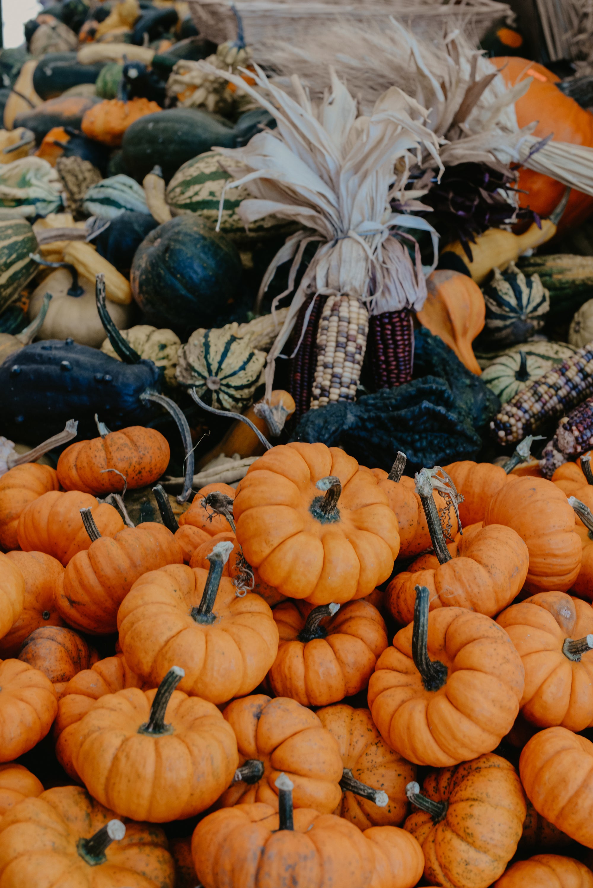 Small orange pumpkins, decorative gourds, and colorful dried corn arranged in a rustic fall harvest display.