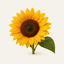 A single sunflower in full bloom with a green leaf