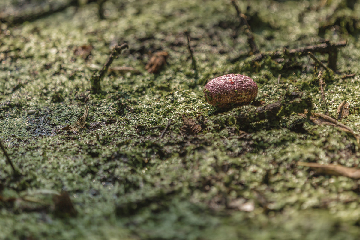 Close-up of a small seed pod resting on green swamp grass and mossy ground.