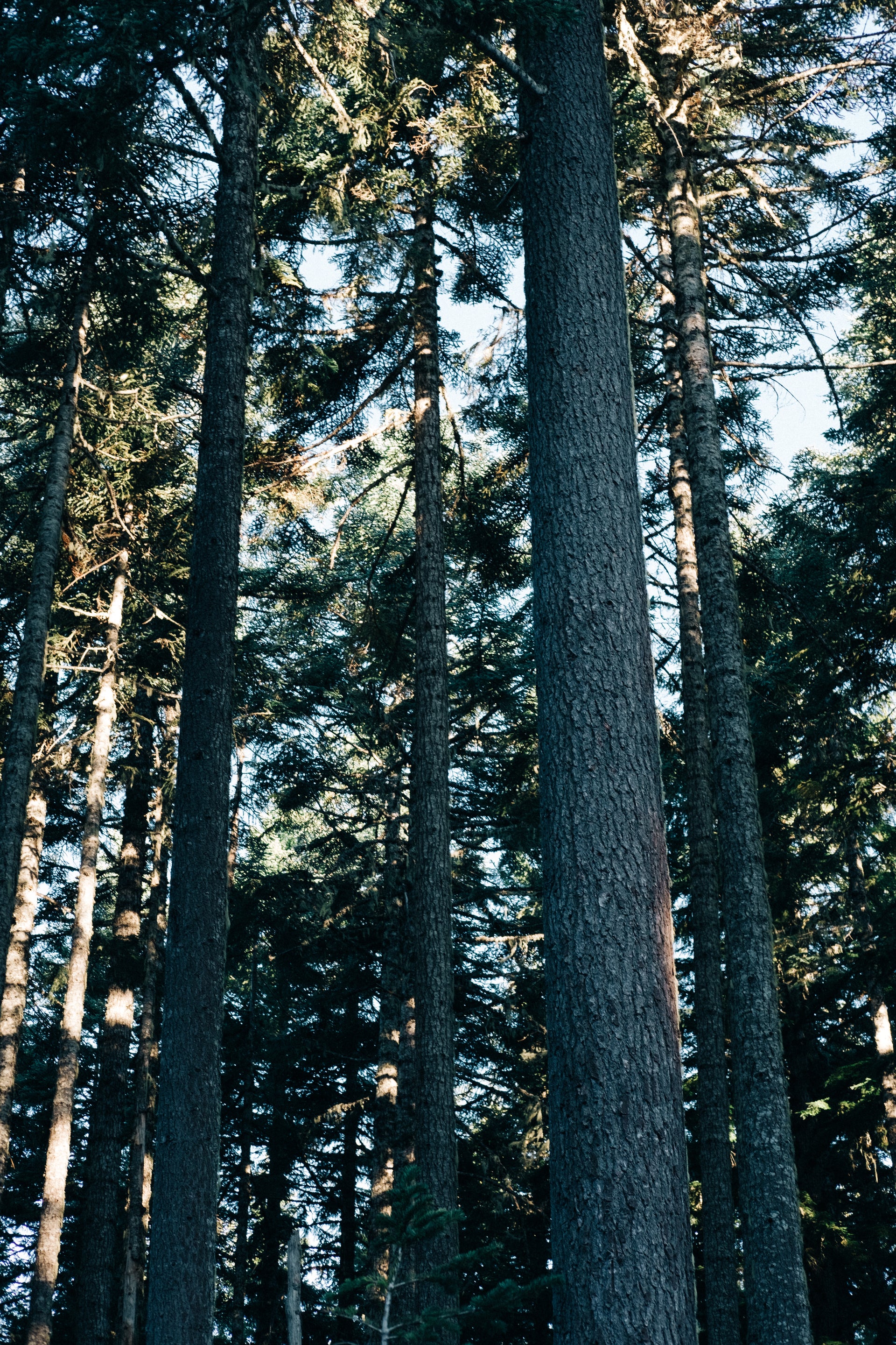 Tall evergreen trees reaching toward the sky with sunlight filtering through the forest canopy.