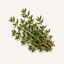 Fresh thyme sprigs with small green leaves on woody stems