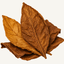 Tobacco leaf fragrance note icon — dried cured tobacco leaves fanned out