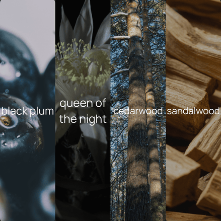 Upsensed Nocturne fragrance note collage featuring black plum, queen of the night, cedarwood, and sandalwood
