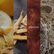 Upsensed Palo Santo + Rosewood fragrance note collage featuring citrus zest, palo santo, rosewood, and vetiver root