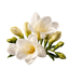 White freesia blooms with soft green buds, representing the freesia note in Upsensed Cloud Nine.