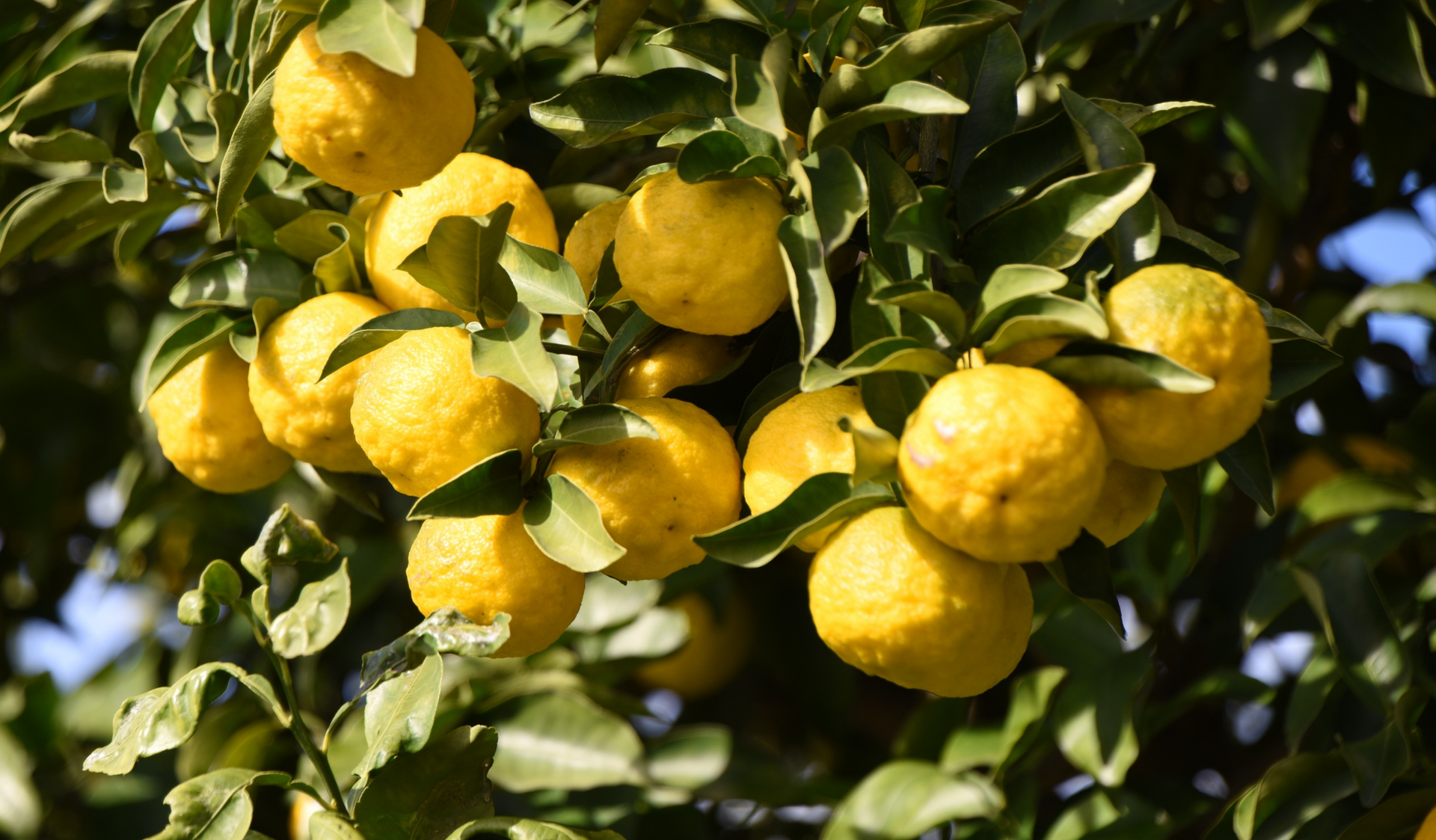 Cluster of yellow citrus fruit ripening on a tree with green leaves